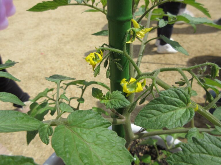 ミニトマトに花が咲きました。