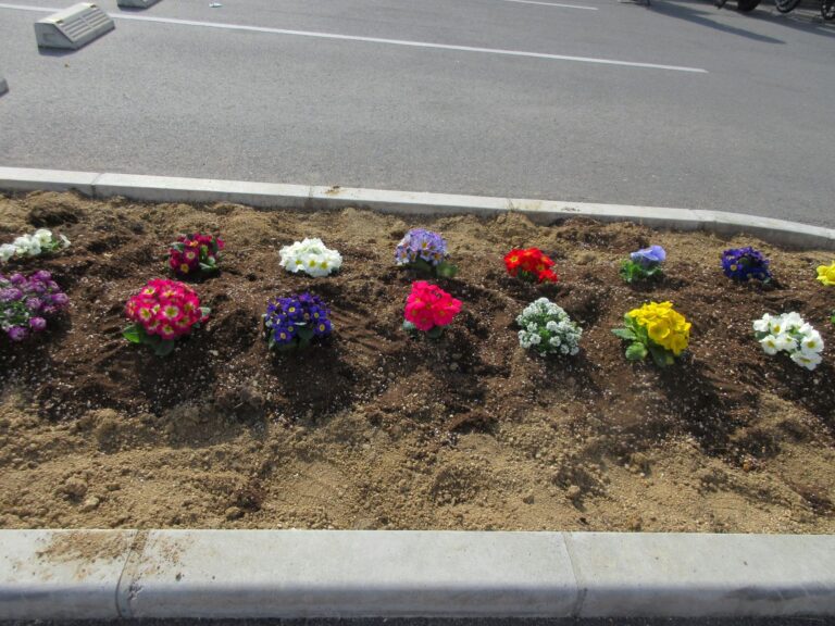 🌷花の苗を植えました🌷(5歳 くじら組)
